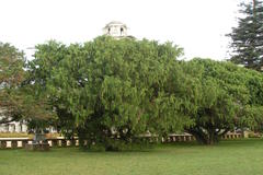 Cupressus sempervirens